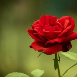 Hot Gødning til Rose Blomster Granulat Have Start 1kg Gødningsmidler