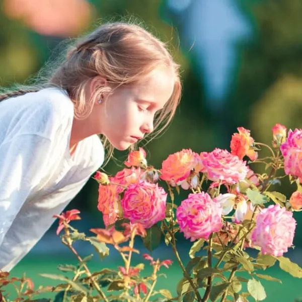 Hot Gødning til Rose Blomster Granulat Have Start 1kg Gødningsmidler