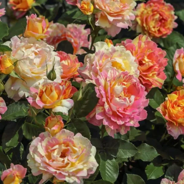 Hot Gødning til Rose Blomster Granulat Have Start 1kg Gødningsmidler