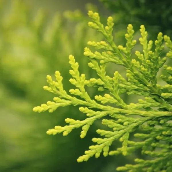 Clearance Gødning til Thujas, Arborvitaes, Nåletræer, Garden Start 5 kg Gødningsmidler