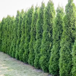 Gødningsmidler^Gødning til Thujas, Arborvitaes, Nåletræer, Garden Start 2 kg