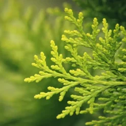Gødningsmidler^Gødning til Thujas, Arborvitaes, Nåletræer, Garden Start 2 kg