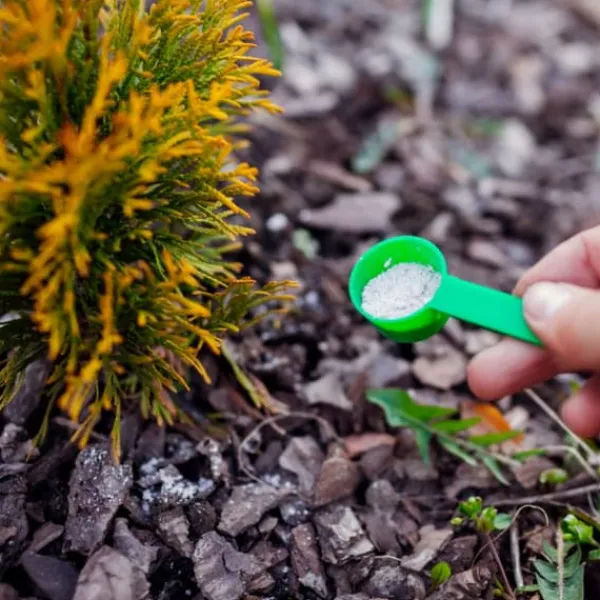 Gødningsmidler^Gødning til Thujas, Arborvitaes, Nåletræer, Garden Start 2 kg
