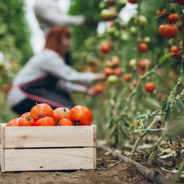 Gødningsmidler^Gødning til tomater og peberfrugter Havestart 2kg