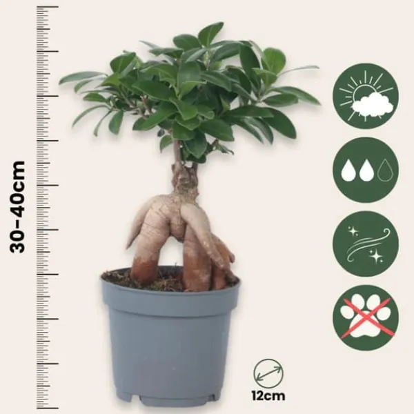 Krukkeplanter Indendørs^Ginsengfigen - Ficus microcarpa - Højde 30-40cm - ⌀12cm
