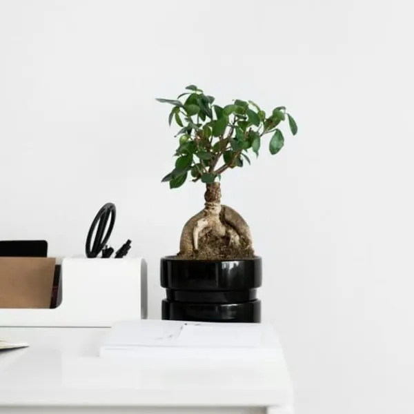 Krukkeplanter Indendørs^Ginsengfigen - Ficus microcarpa - Højde 30-40cm - ⌀12cm