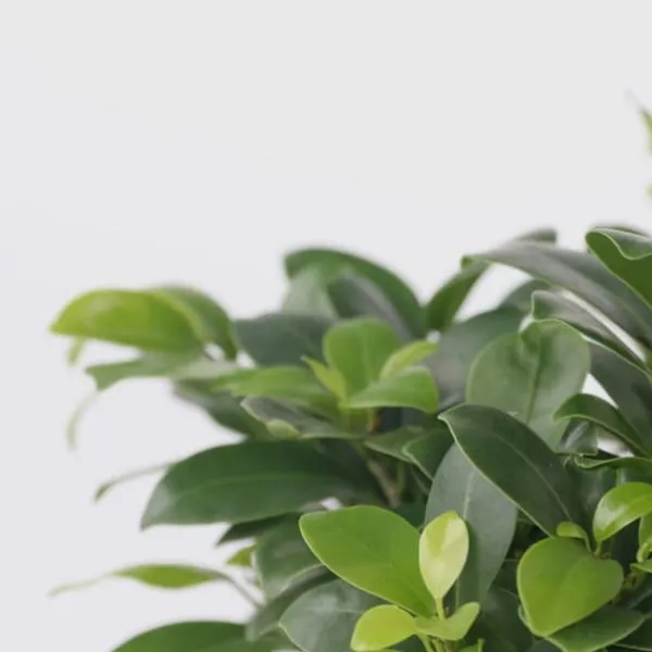 Krukkeplanter Indendørs^Ginsengfigen - Ficus microcarpa - Højde 30-40cm - ⌀12cm