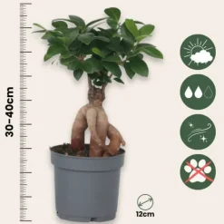 Best Ginsengfigen - Sæt med 2 - Ficus microcarpa - Højde 30-40cm - ⌀12cm Krukkeplanter Indendørs