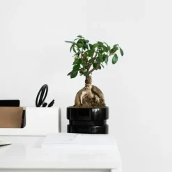 Best Ginsengfigen - Sæt med 2 - Ficus microcarpa - Højde 30-40cm - ⌀12cm Krukkeplanter Indendørs