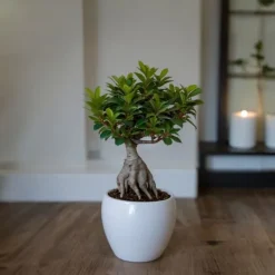 Discount Ginsengfigen - Sæt med 4 - Ficus microcarpa - Højde 30-40cm - ⌀12cm Krukkeplanter Indendørs