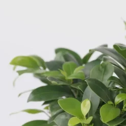 Discount Ginsengfigen - Sæt med 4 - Ficus microcarpa - Højde 30-40cm - ⌀12cm Krukkeplanter Indendørs