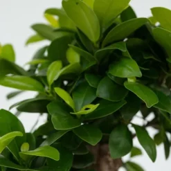 Discount Ginsengfigen - Sæt med 4 - Ficus microcarpa - Højde 30-40cm - ⌀12cm Krukkeplanter Indendørs