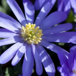Frø^Glad bi - Sæt med 80 - Blomsterløg - Flerfarvet