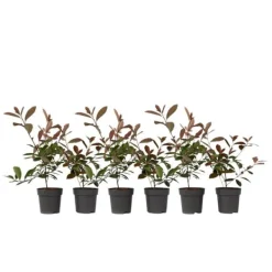 Glansmispel - Sæt med 6 - Photinia fraseri 'Red Robin' - Højde 30-40cm - ⌀17cm Buskads