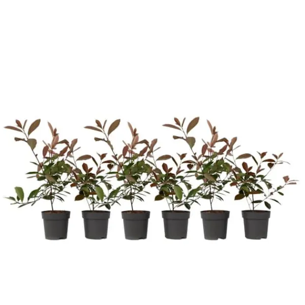 Glansmispel - Sæt med 6 - Photinia fraseri 'Red Robin' - Højde 30-40cm - ⌀17cm Buskads