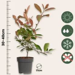 Glansmispel - Sæt med 6 - Photinia fraseri 'Red Robin' - Højde 30-40cm - ⌀17cm Buskads