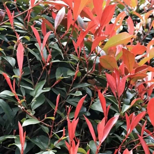 Glansmispel - Sæt med 6 - Photinia fraseri 'Red Robin' - Højde 30-40cm - ⌀17cm Buskads