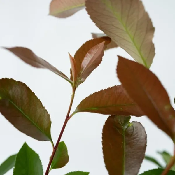 Glansmispel - Sæt med 6 - Photinia fraseri 'Red Robin' - Højde 30-40cm - ⌀17cm Buskads