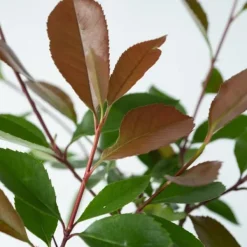 Glansmispel - Sæt med 6 - Photinia fraseri 'Red Robin' - Højde 30-40cm - ⌀17cm Buskads
