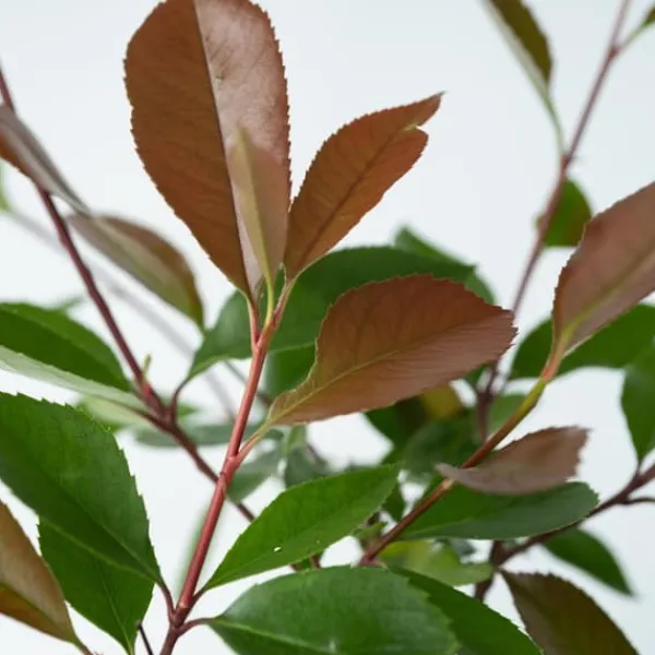 Glansmispel - Sæt med 6 - Photinia fraseri 'Red Robin' - Højde 30-40cm - ⌀17cm Buskads