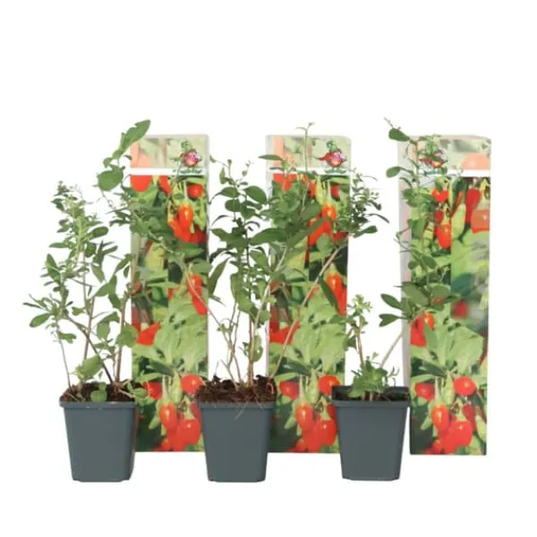Buskads^Goji bær - Sæt med 3 - Lycium barbarum - Højde 25-40cm - ⌀9cm