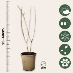 Sale Granatæble - Sæt med 6 - Punica granatum - Højde 25-40cm - ⌀9cm Haveplanter