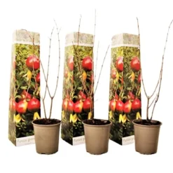 Granatæble - Sæt med 3 - Punica granatum - Højde 25-40cm - ⌀9cm Haveplanter