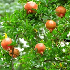 Granatæble - Sæt med 3 - Punica granatum - Højde 25-40cm - ⌀9cm Haveplanter