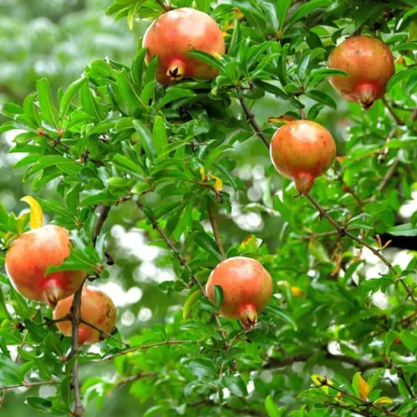 Granatæble - Sæt med 3 - Punica granatum - Højde 25-40cm - ⌀9cm Haveplanter