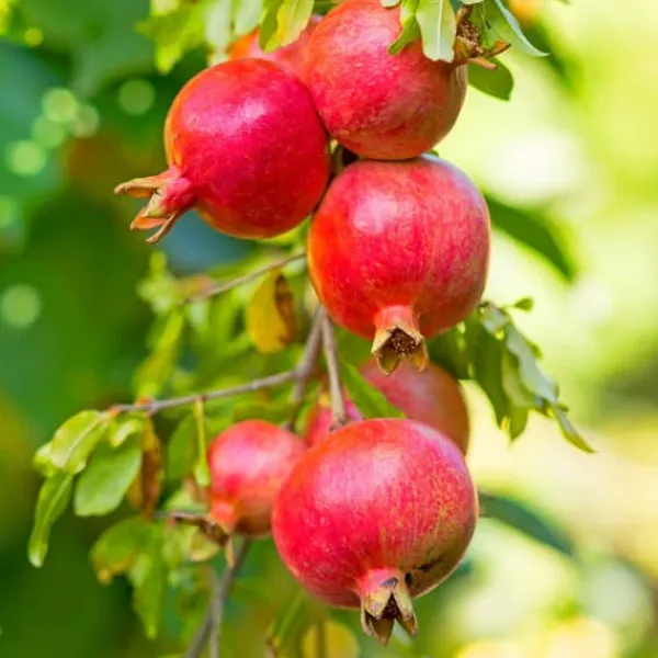 Granatæble - Sæt med 3 - Punica granatum - Højde 25-40cm - ⌀9cm Haveplanter