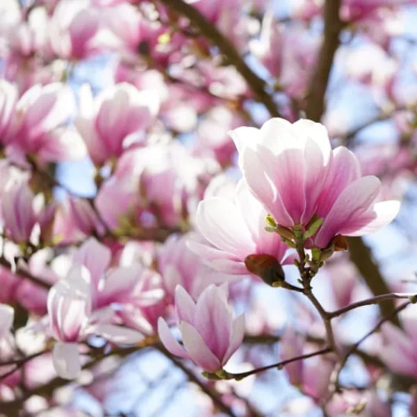 Clearance Granuleret gødning til Magnolias Garden Start 1 kg Gødningsmidler