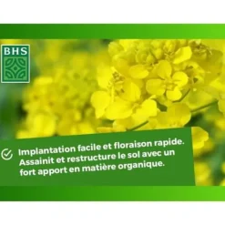Gødningsmidler^Grøn gødning - BHS - Hvid sennep 500g | 100 m² | Forbedrer og desinficerer jorden for bedre frugtbarhed.