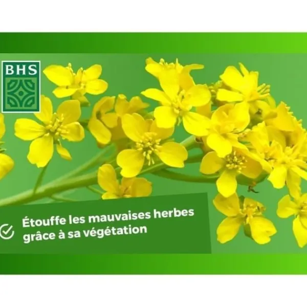 Best Grøn gødning - BHS - Hvid sennep 500g | 100 m² | Forbedrer og desinficerer jorden for bedre frugtbarhed. Gødningsmidler