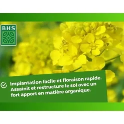 Best Grøn gødning - BHS - Hvid sennep 500g | 100 m² | Forbedrer og desinficerer jorden for bedre frugtbarhed. Gødningsmidler