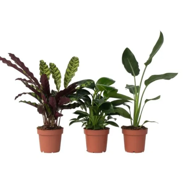 Online Grøn indendørs blanding - Sæt med 3 - Højde 25-40cm - ⌀12cm Krukkeplanter Indendørs