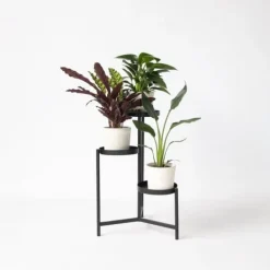Online Grøn indendørs blanding - Sæt med 3 - Højde 25-40cm - ⌀12cm Krukkeplanter Indendørs