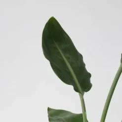 Online Grøn indendørs blanding - Sæt med 3 - Højde 25-40cm - ⌀12cm Krukkeplanter Indendørs
