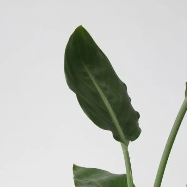 Online Grøn indendørs blanding - Sæt med 3 - Højde 25-40cm - ⌀12cm Krukkeplanter Indendørs