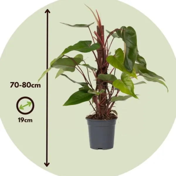 Grøn stueplante - Philodendron 'Red Emerald' - Højde 70-80 cm - Potte 19 cm Krukkeplanter Indendørs
