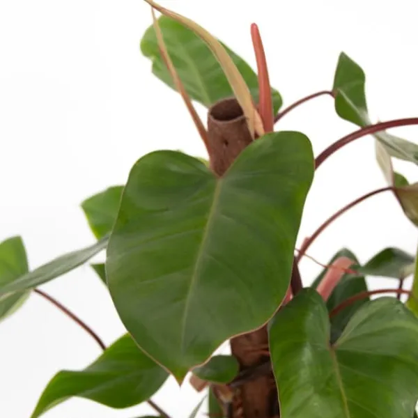 Grøn stueplante - Philodendron 'Red Emerald' - Højde 70-80 cm - Potte 19 cm Krukkeplanter Indendørs