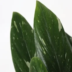 Clearance Grøn stueplante - Philodendron 'Cobra' - Højde 55-65 cm - Potte 19 cm Krukkeplanter Indendørs