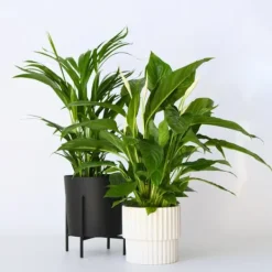 Krukkeplanter Indendørs^Grøn to - Sæt med 2 - Spathiphyllum, Dypsis lutescens - Højde 60-75cm - ⌀17cm