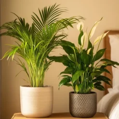 Krukkeplanter Indendørs^Grøn to - Sæt med 2 - Spathiphyllum, Dypsis lutescens - Højde 60-75cm - ⌀17cm