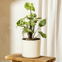 Krukkeplanter Indendørs^Gåsefod - Sæt med 2 - Syngonium podophyllum 'Pixie' - Højde 25-40cm - ⌀12cm
