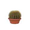 Krukkeplanter Indendørs^Guldkugle - Echinocactus grusonii - Højde 25-35cm - ⌀25cm
