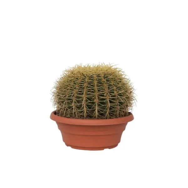 Krukkeplanter Indendørs^Guldkugle - Echinocactus grusonii - Højde 25-35cm - ⌀25cm