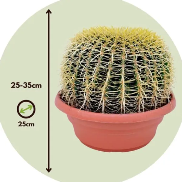 Krukkeplanter Indendørs^Guldkugle - Echinocactus grusonii - Højde 25-35cm - ⌀25cm