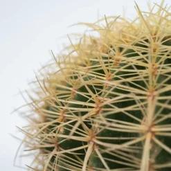 Krukkeplanter Indendørs^Guldkugle - Echinocactus grusonii - Højde 25-35cm - ⌀25cm