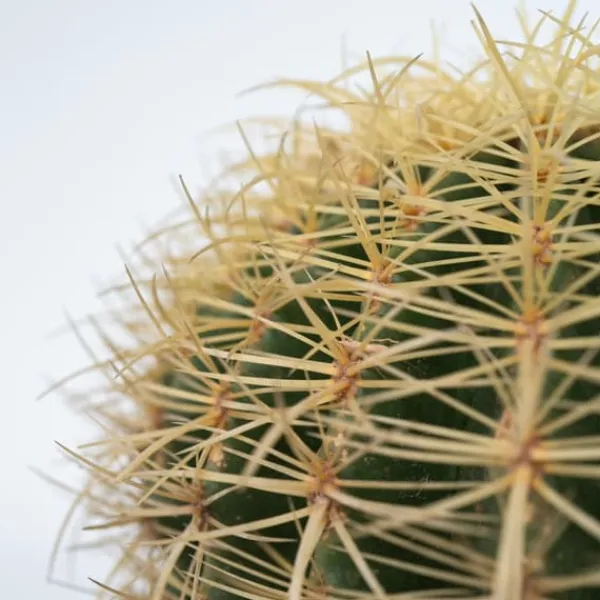 Krukkeplanter Indendørs^Guldkugle - Echinocactus grusonii - Højde 25-35cm - ⌀25cm