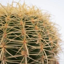 Krukkeplanter Indendørs^Guldkugle - Echinocactus grusonii - Højde 25-35cm - ⌀25cm
